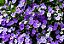 MANACÁ DE CHEIRO (Brunfelsia uniflora) - Muda com até 1 metro - Imagem 1