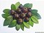 GUABIJU LEGÍTIMO (Myrcianthes pungens) - Muda com até 1 metro - Imagem 2