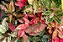 AGLAONEMA CORES - P06 - Imagem 1