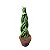 LANÇA TRANÇADA (Dracaena angolensis) - P12 - Imagem 1