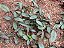 MARANTA CINZA (Ctenanthe setosa) - P17 - Imagem 2