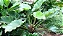 Philodendron melinonii - P20 - Imagem 3