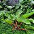 Philodendron melinonii - P20 - Imagem 1