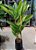 Alpinia zerumbet variegata - Muda com até 1,20m - Imagem 3
