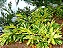 Alpinia zerumbet variegata - Muda com até 1,20m - Imagem 2