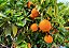 LARANJA LIMA (Citrus × limetta) - Muda enxertada com 1m - Imagem 2