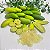 LIMÃO CAVIAR (Citrus australasica) - Muda Enxertada com até 1,20m - Imagem 4