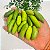 LIMÃO CAVIAR (Citrus australasica) - Muda Enxertada com até 1,20m - Imagem 5