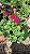 GERÂNIO (Pelargonium x hortorum) - Pote 15 - Imagem 4