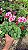 GERÂNIO (Pelargonium x hortorum) - Pote 15 - Imagem 2