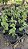 GERÂNIO (Pelargonium x hortorum) - Pote 15 - Imagem 6
