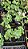 GERÂNIO (Pelargonium x hortorum) - Pote 15 - Imagem 7