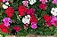 GERÂNIO (Pelargonium x hortorum) - Imagem 1