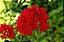 GERÂNIO (Pelargonium x hortorum) - Imagem 3