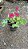 GERÂNIO (Pelargonium x hortorum) - Pote 15 - Imagem 8