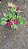 GERÂNIO (Pelargonium x hortorum) - Pote 15 - Imagem 9