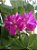 GERÂNIO (Pelargonium x hortorum) - Imagem 4