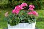 GERÂNIO (Pelargonium x hortorum) - Imagem 5
