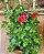 GERÂNIO (Pelargonium x hortorum) - Imagem 2