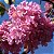 IPÊ ROSA (Handroanthus heptaphyllus) - SEMENTES - Imagem 1