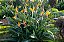 ESTRELÍCIA (Strelitzia reginae) – Muda com até 60 cm - Imagem 2