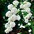 BUQUÊ DE NOIVA (Spirea cantoniensis) - Muda com até 1,20m - Imagem 2