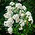 BUQUÊ DE NOIVA (Spirea cantoniensis) - Muda com até 1,20m - Imagem 1