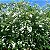 BUQUÊ DE NOIVA (Spirea cantoniensis) - Muda com até 1,20m - Imagem 7