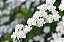 BUQUÊ DE NOIVA (Spirea cantoniensis) - Muda com até 80 cm - Imagem 2