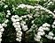 BUQUÊ DE NOIVA (Spirea cantoniensis) - Muda com até 80 cm - Imagem 3