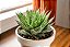 Aloe aristata - P07 - Imagem 2