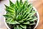 Aloe aristata - P07 - Imagem 1