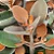 COLHER DE COBRE (Acalypha hispida) - P07 - Imagem 1