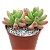 DEDO DE MOÇA (Sedum pachyphyllum) - P07 - Imagem 3