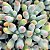 DEDO DE MOÇA (Sedum pachyphyllum) - P07 - Imagem 1