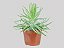 SENÉCIO AZUL (Curio repens) - P07 - Imagem 2