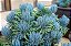 SENÉCIO AZUL (Curio repens) - P07 - Imagem 1