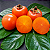 CAQUI RAMA FORTE (Diospyros kaki) - Muda Enxertada com 1 metro - Imagem 1