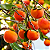 CAQUI RAMA FORTE (Diospyros kaki) - Muda Enxertada com 1 metro - Imagem 2