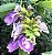 SOMBREIRO (Clitoria fairchildiana) - Muda com até 1 metro - Imagem 2