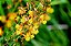 BULBINE (Bulbine frutescens) - AMARELO OU LARANJA - Imagem 3