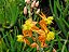 BULBINE (Bulbine frutescens) - AMARELO OU LARANJA - Imagem 2
