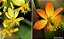 BULBINE (Bulbine frutescens) - AMARELO OU LARANJA - Imagem 1
