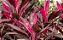 DRACENA VERMELHA (Cordyline fruticosa) - Muda com até 1 metro - Imagem 1