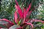 DRACENA VERMELHA (Cordyline fruticosa) - Muda com até 1 metro - Imagem 3