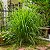CAPIM LIMÃO (Cymbopogon citratus) - Imagem 1