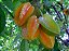 CARAMBOLA (Averrhoa carambola) - Muda com até 1 metro - Imagem 1
