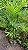 PALMEIRA VEITCHIA (Veitchia merrillii) - Muda - Imagem 4