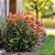 FOTÍNIA (Photinia) - Imagem 3