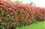 FOTÍNIA (Photinia) - Imagem 2